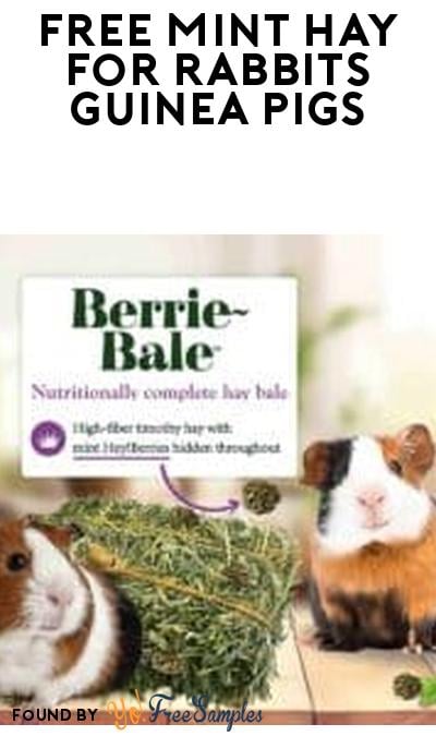 FREE 1lb Berrie-Bale Mint Hay for Rabbits or Guinea Pigs