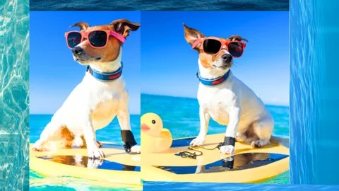 FREE Course at Udemy: Solving Dog Behavior Problems: Become a Certified Trainer